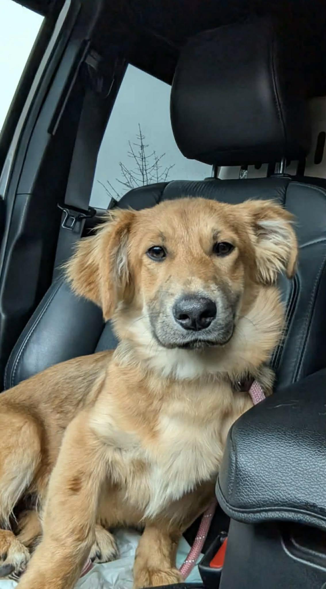 Enlarge Andy, a Adoptable mixed breed in Gig Harbor, WA image 3/6