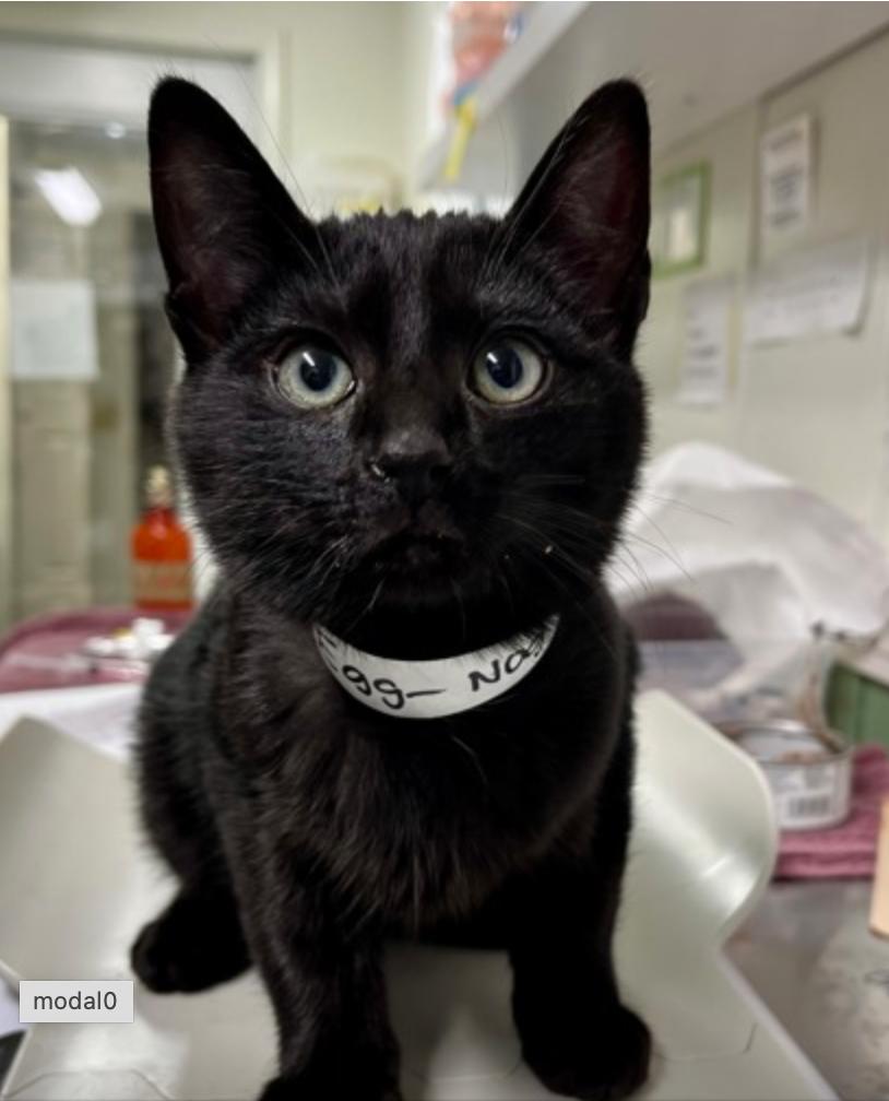 Egg-Nog, ADOPTABLE, Young Male Domestic Short Hair.