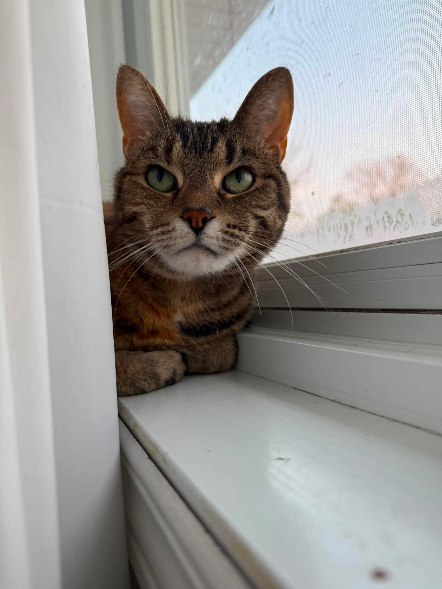 Mittens, Adoptable, Adult Female Domestic Short Hair.