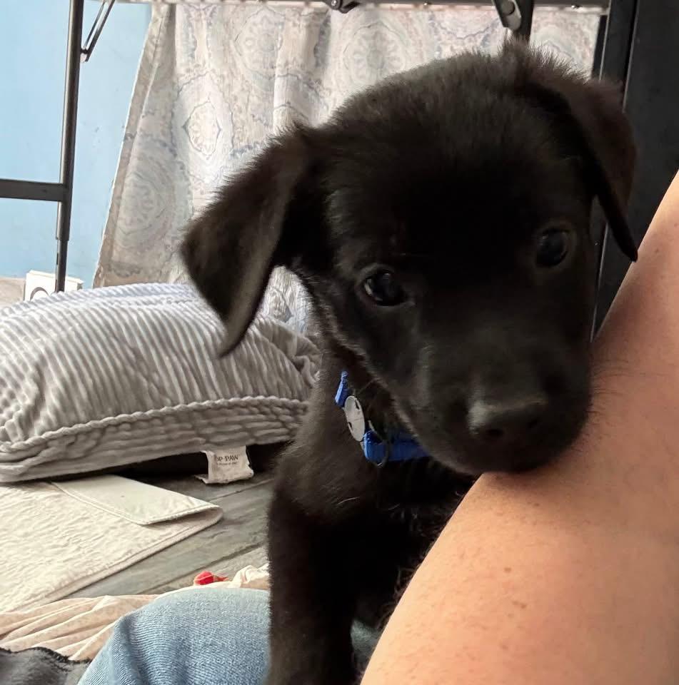 Prince, Adoptable, Puppy Male Australian Shepherd.
