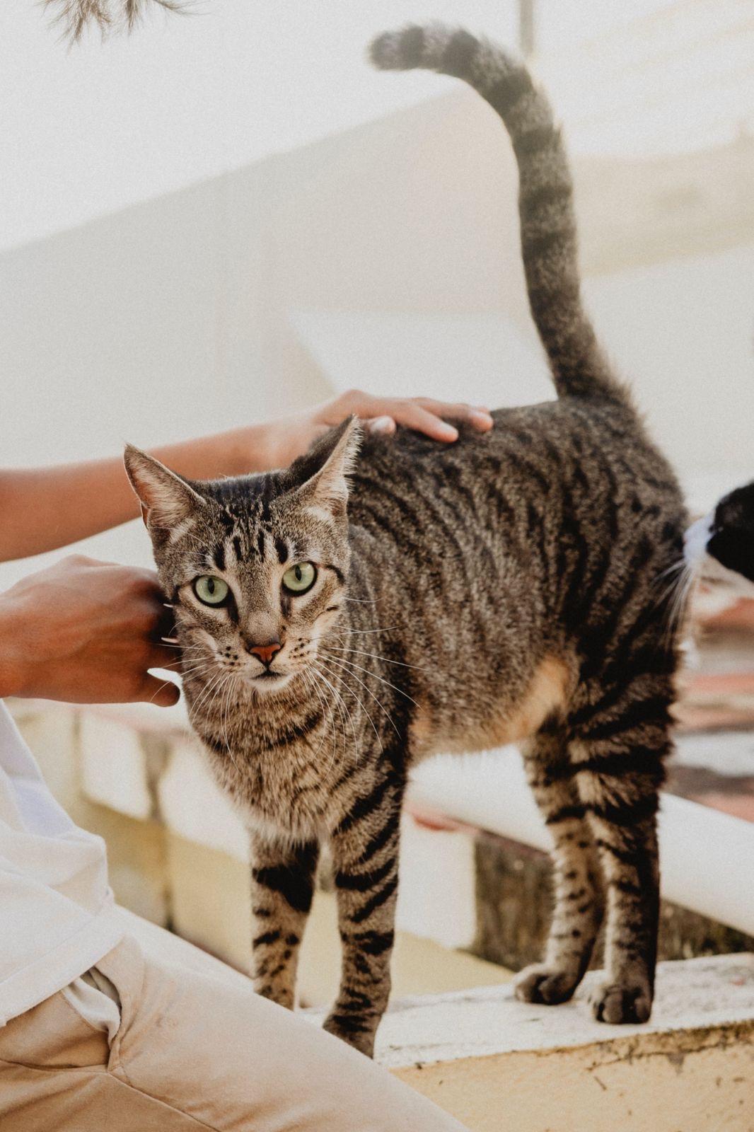 Teddy, a ADOPTABLE mixed breed in New York, NY image 5/6