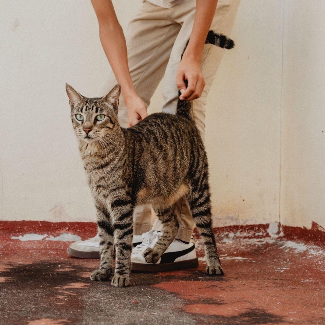 Teddy, a ADOPTABLE mixed breed in New York, NY image 6/6