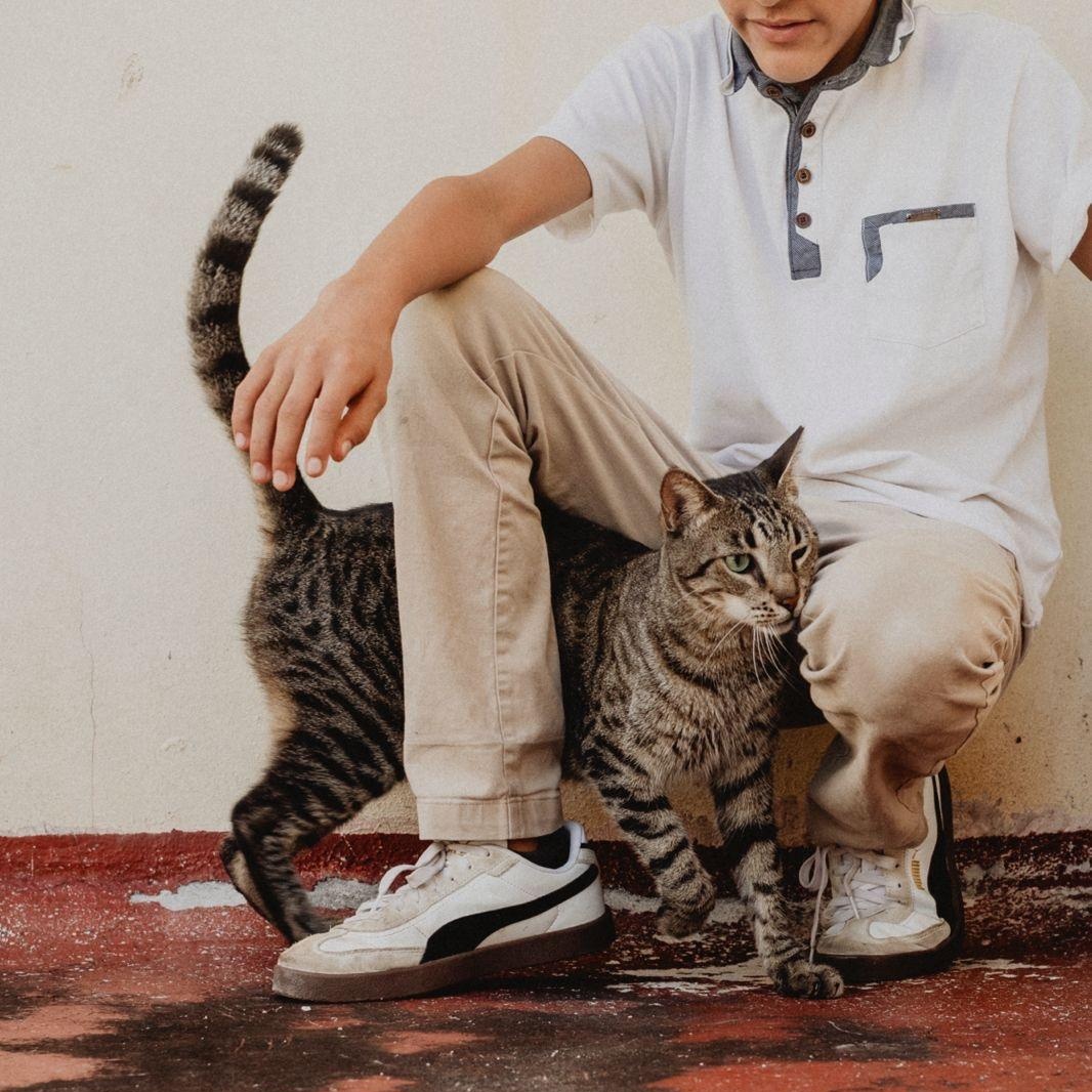 Teddy, a ADOPTABLE mixed breed in New York, NY image 4/6