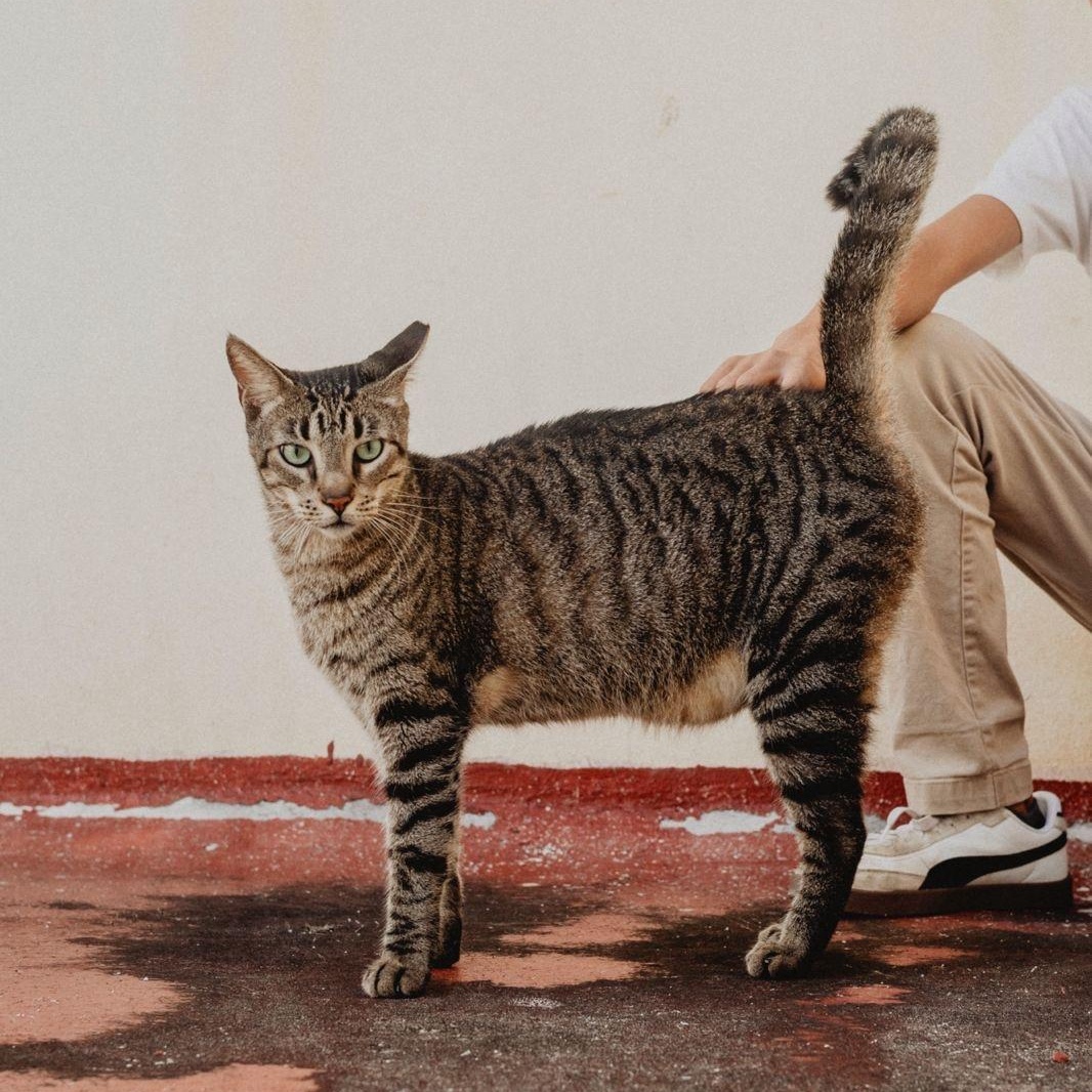 Teddy, a ADOPTABLE mixed breed in New York, NY image 1/6
