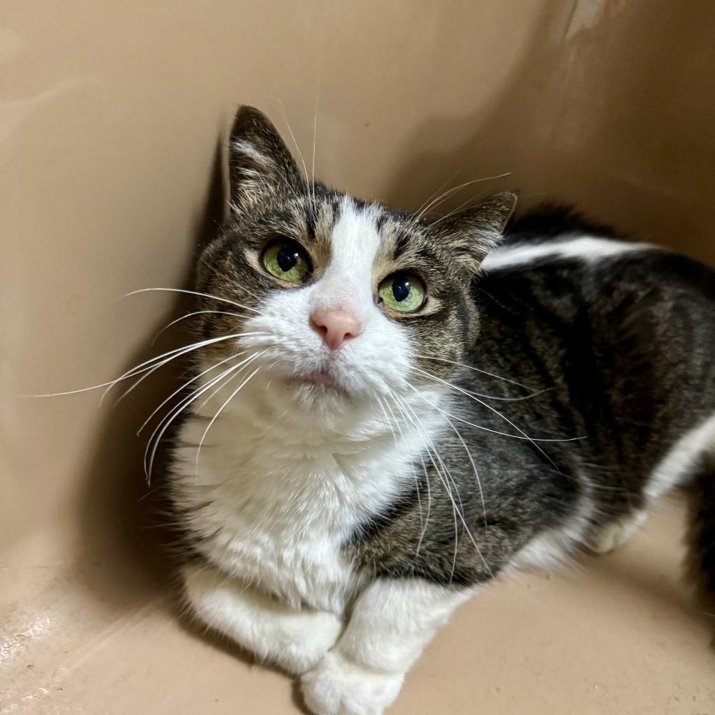 Enlarge Sammie, a Adopted Domestic Long Hair in Battle Creek, MI image 1/2