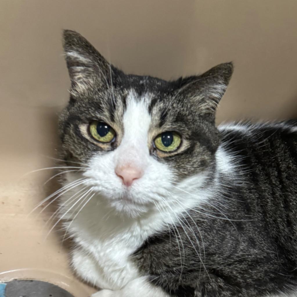 Sammie, Adopted, Senior Female Domestic Long Hair.