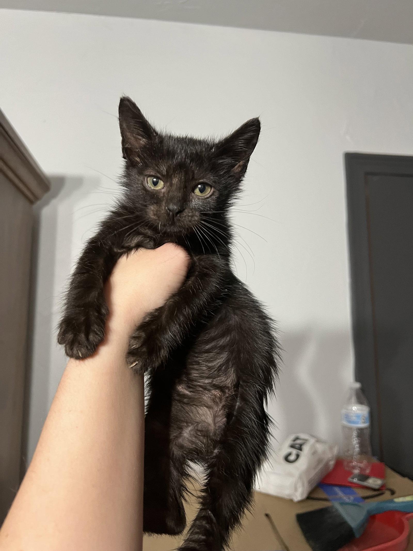 Enlarge Coral, a Adopted Domestic Medium Hair in Bangs, TX image 1/3