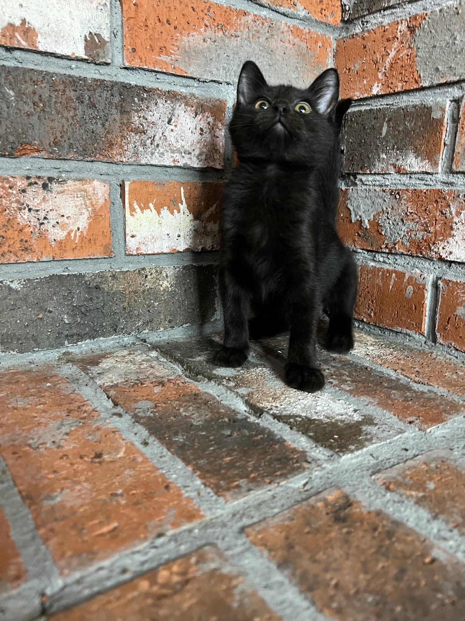 Enlarge Coral, a Adopted Domestic Medium Hair in Bangs, TX image 2/3