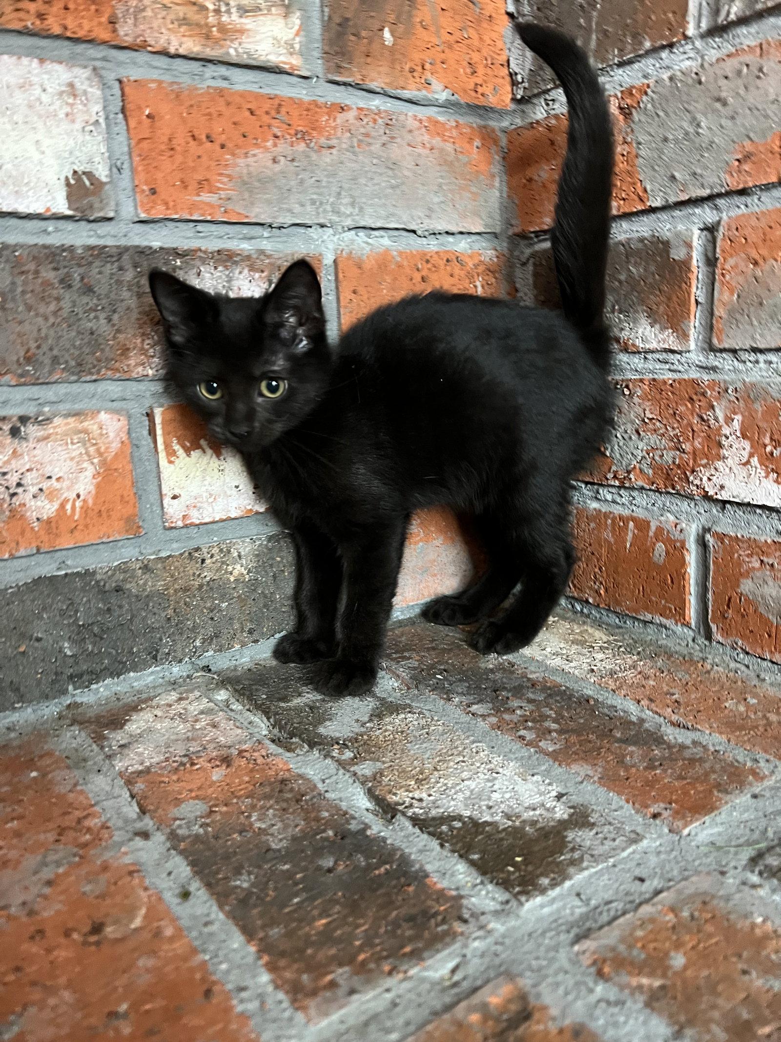 Enlarge Coral, a Adopted Domestic Medium Hair in Bangs, TX image 3/3