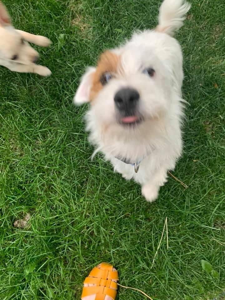 Enlarge Scooter, a Adoptable mixed breed in Littleton, CO image 2/5