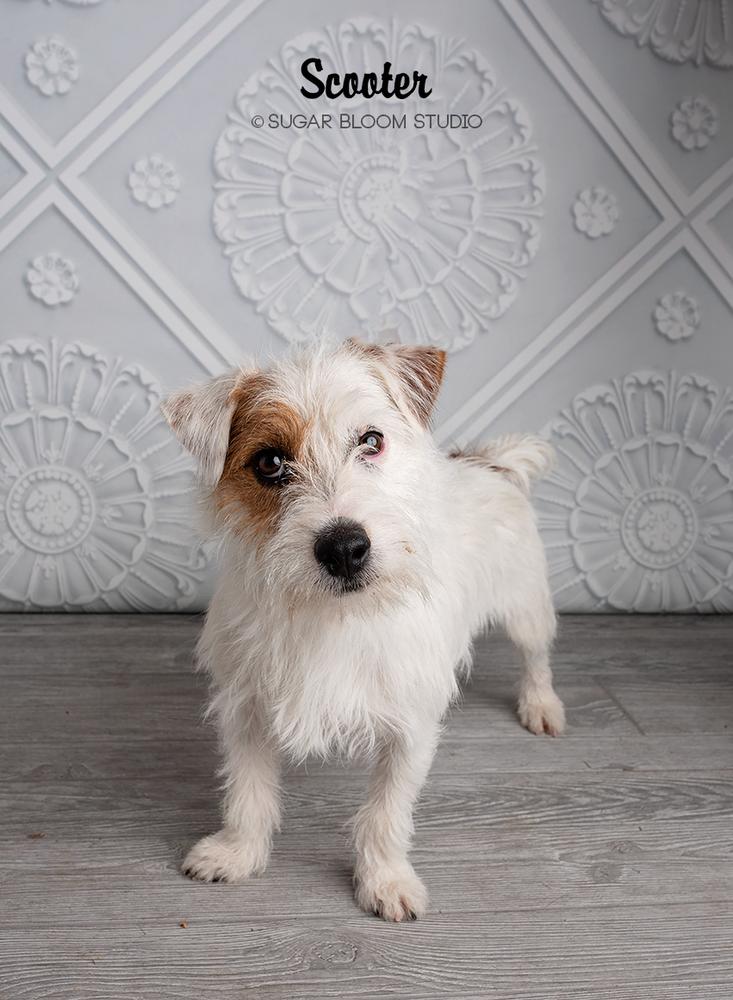 Enlarge Scooter, a Adoptable mixed breed in Littleton, CO image 3/5