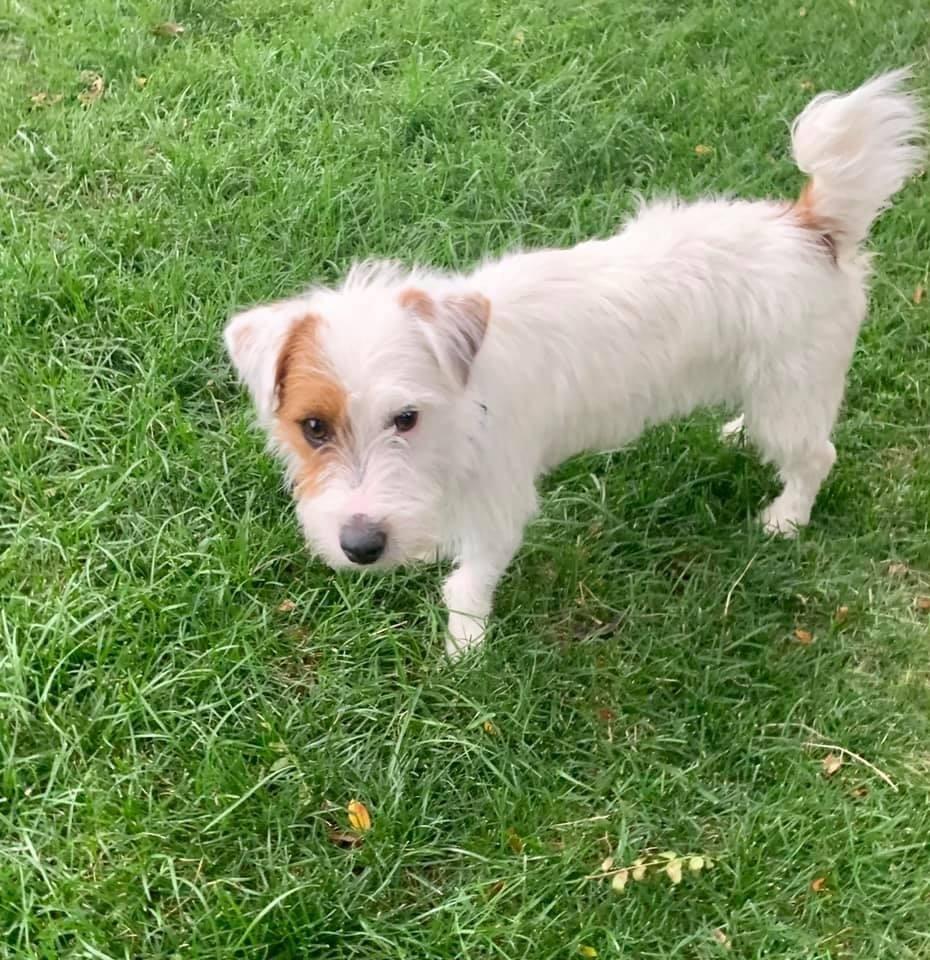 Enlarge Scooter, a Adoptable mixed breed in Littleton, CO image 5/5