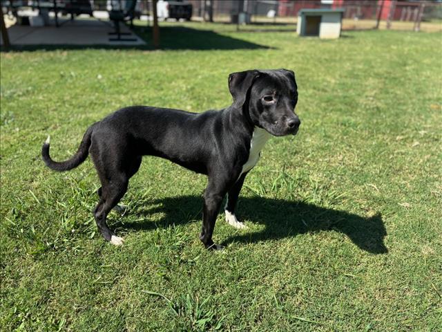 JAZZY, Adoptable, Adult Female Pit Bull Terrier & Mixed Breed.