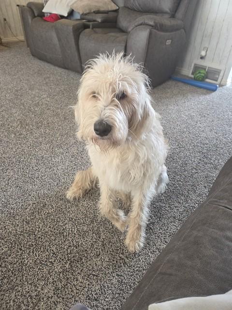 Enlarge PUNZIE, a Adoptable mixed breed in Ogden, UT image 1/1