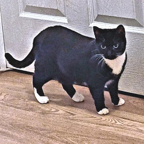 Clove, Adoptable, Young Female Tuxedo.