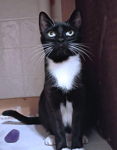 Enlarge Clove, a Adoptable Tuxedo in Rutherfordton, NC image 1/2