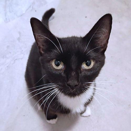 Enlarge Clove, a Adoptable Tuxedo in Rutherfordton, NC image 2/2