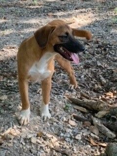 Enlarge June  B2023006, a Adopted mixed breed in Prichard, AL image 1/6