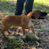 Enlarge June  B2023006, a Adopted mixed breed in Prichard, AL image 2/6