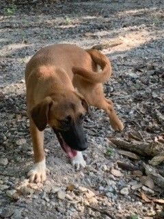 Enlarge June  B2023006, a Adopted mixed breed in Prichard, AL image 3/6