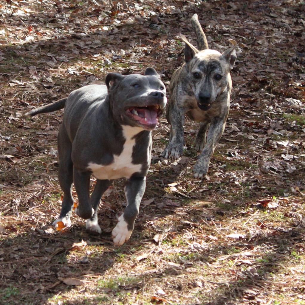 Romeo, Adoptable, Adult Male Pit Bull Terrier & Mixed Breed.