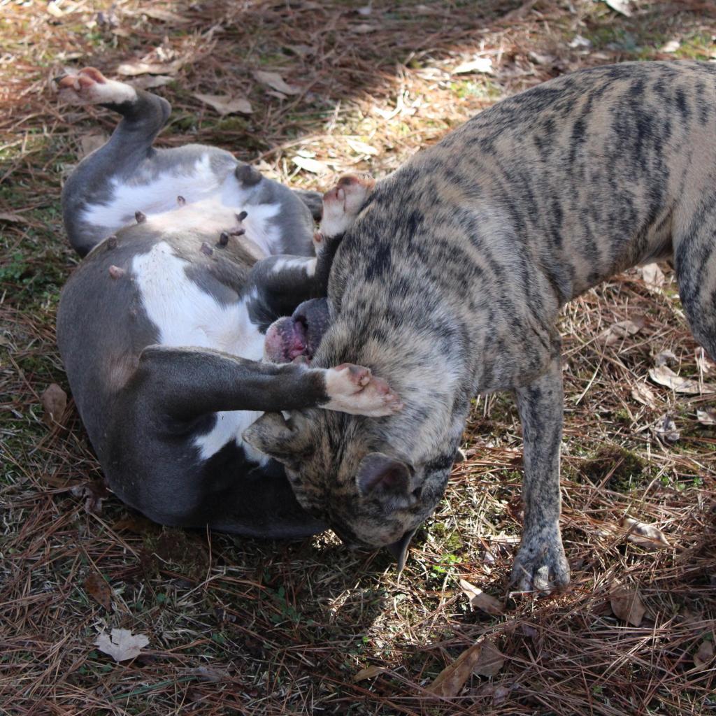 Enlarge Romeo, a Adoptable mixed breed in Valley, AL image 2/6