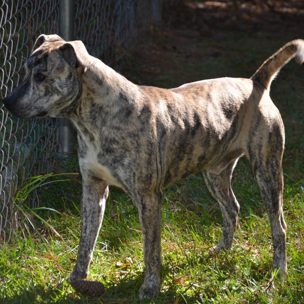 Enlarge Romeo, a Adoptable mixed breed in Valley, AL image 3/6