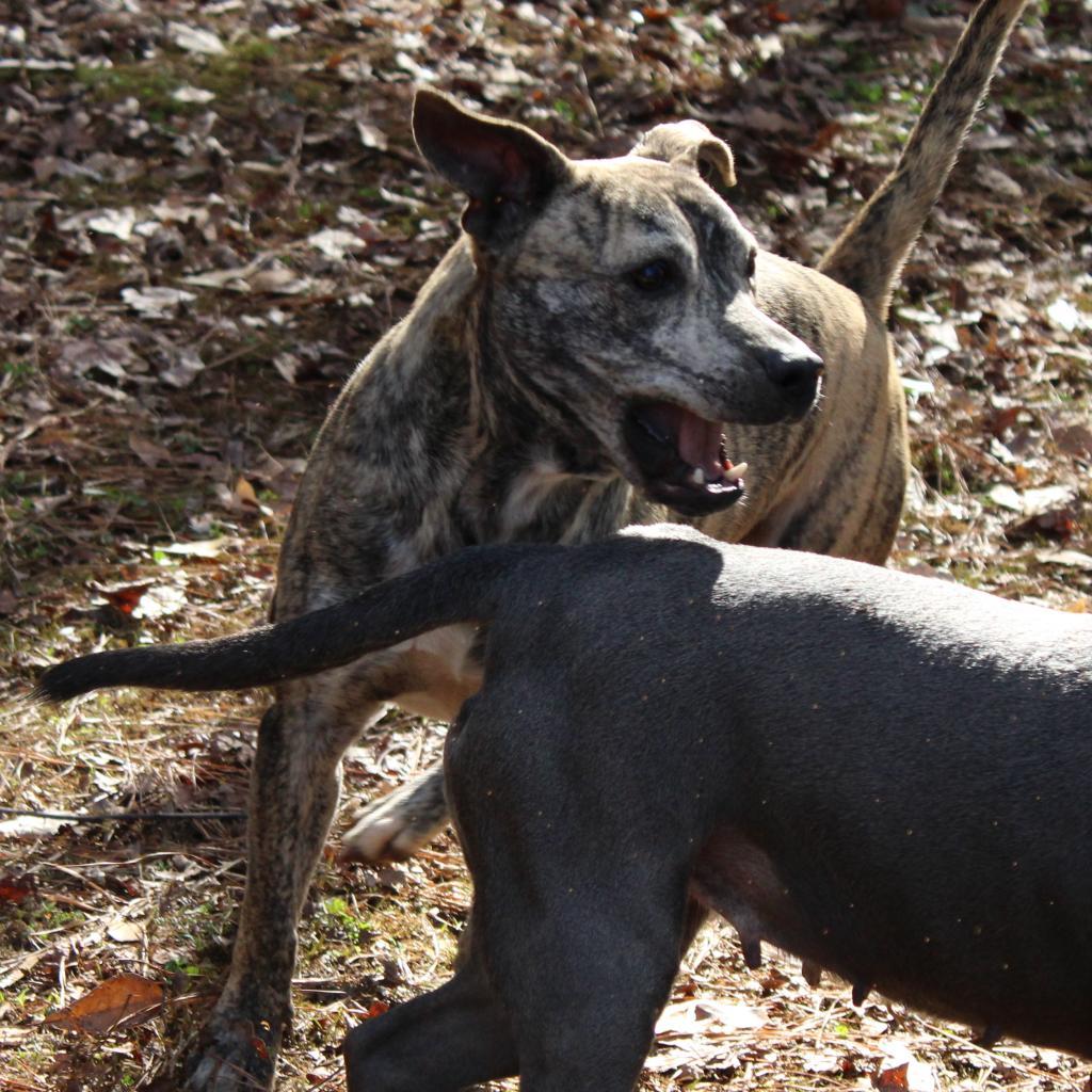 Enlarge Romeo, a Adoptable mixed breed in Valley, AL image 4/6