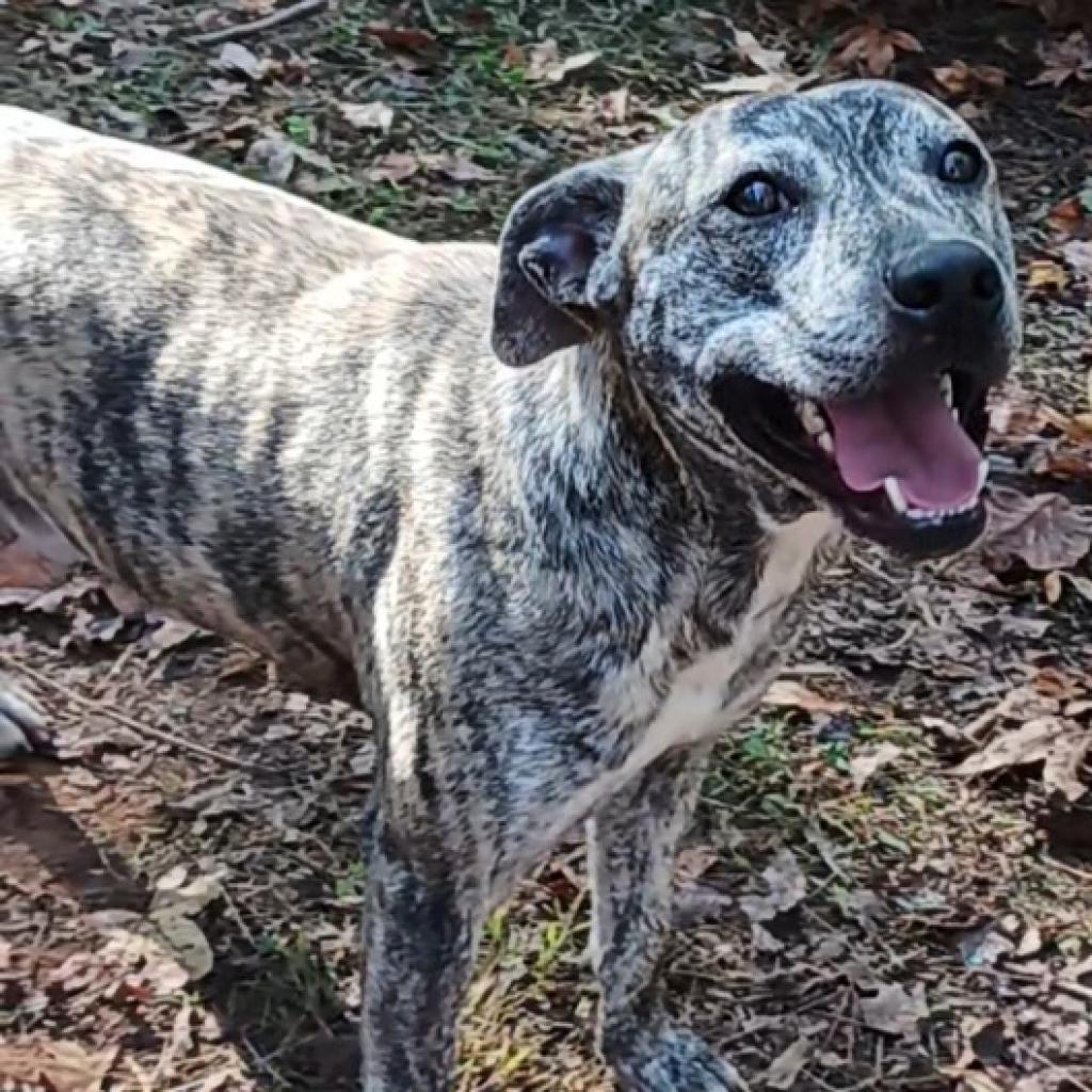 Enlarge Romeo, a Adoptable mixed breed in Valley, AL image 5/6