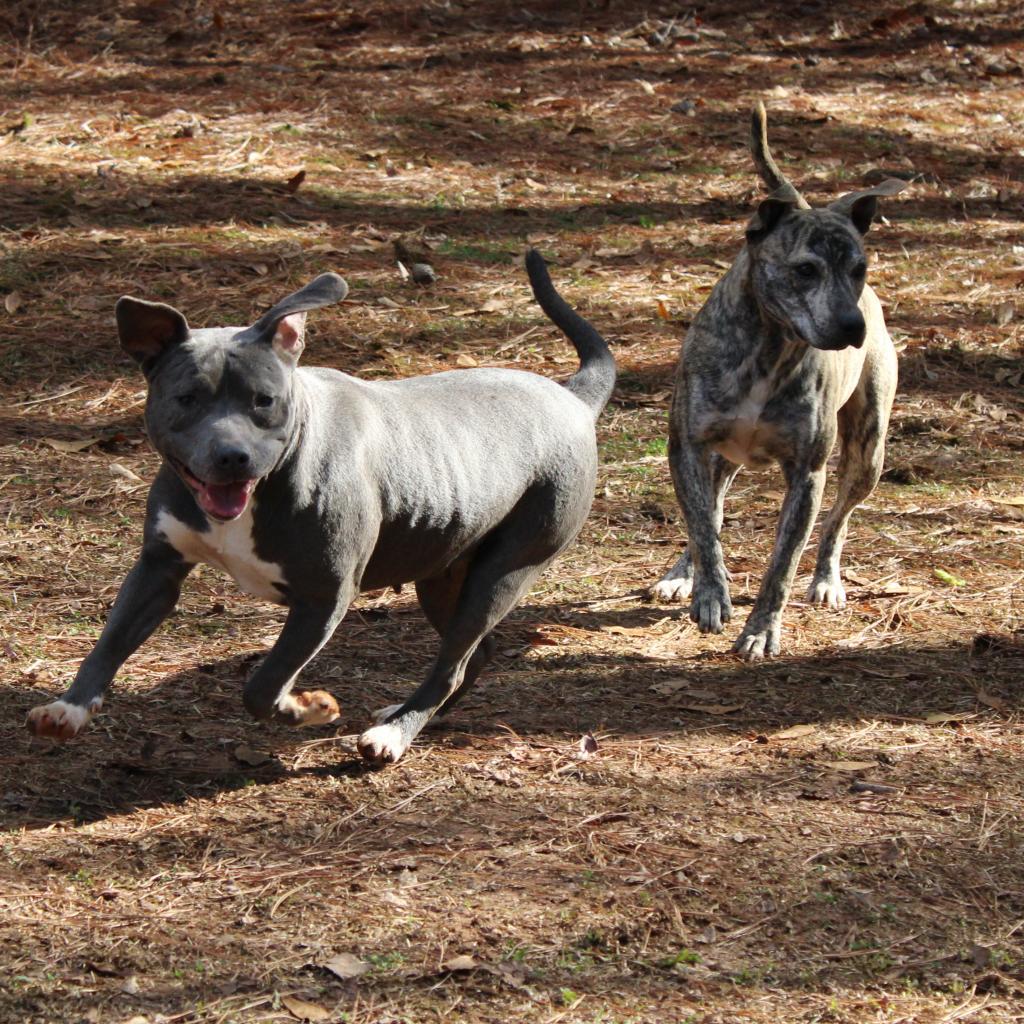 Enlarge Romeo, a Adoptable mixed breed in Valley, AL image 6/6