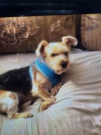 Enlarge Jackie, a Adopted Yorkshire Terrier in Stamford, CT image 1/4