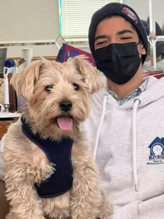 Enlarge Jackie, a Adopted Yorkshire Terrier in Stamford, CT image 2/4