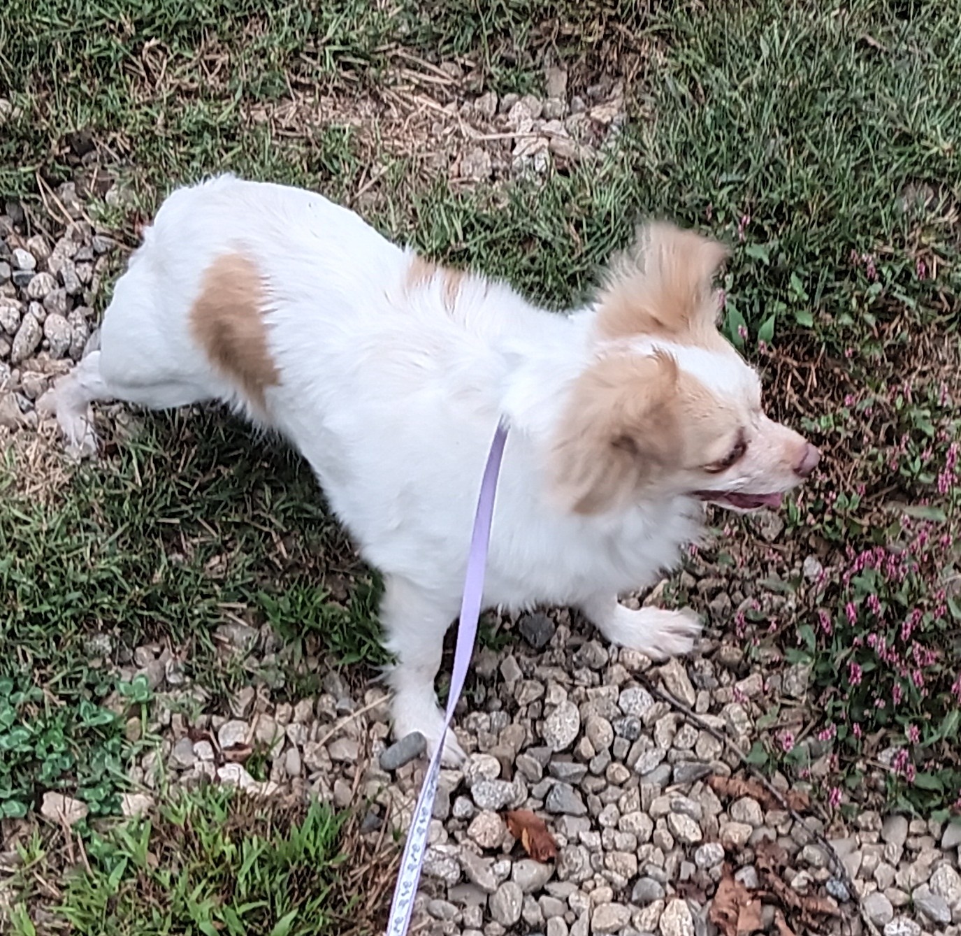 Enlarge Chanel, a Adopted Chihuahua in Woodstock, CT image 1/2