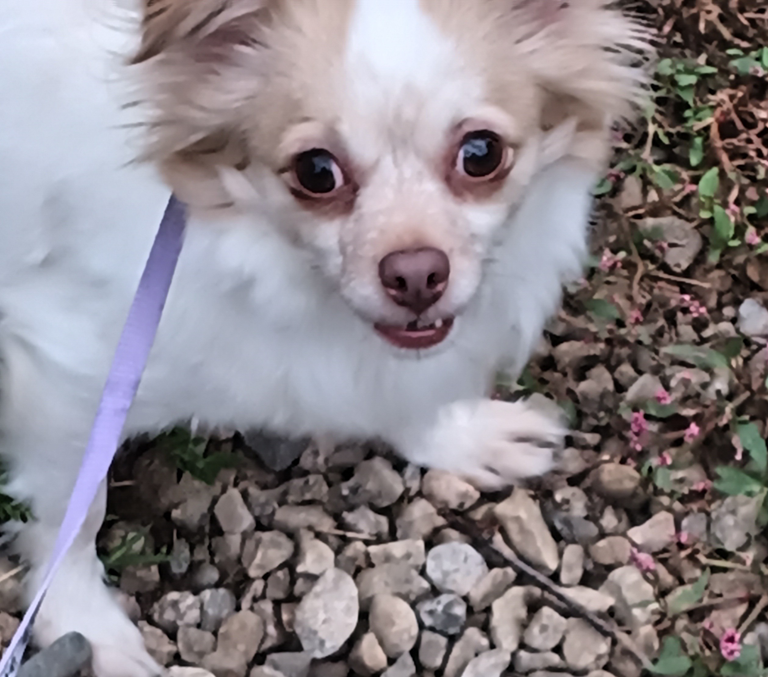 Enlarge Chanel, a Adopted Chihuahua in Woodstock, CT image 2/2