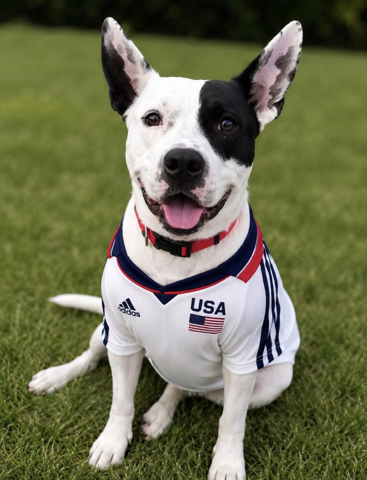Enlarge Mike, a Adoptable Pit Bull Terrier in Los Angeles, CA image 1/2