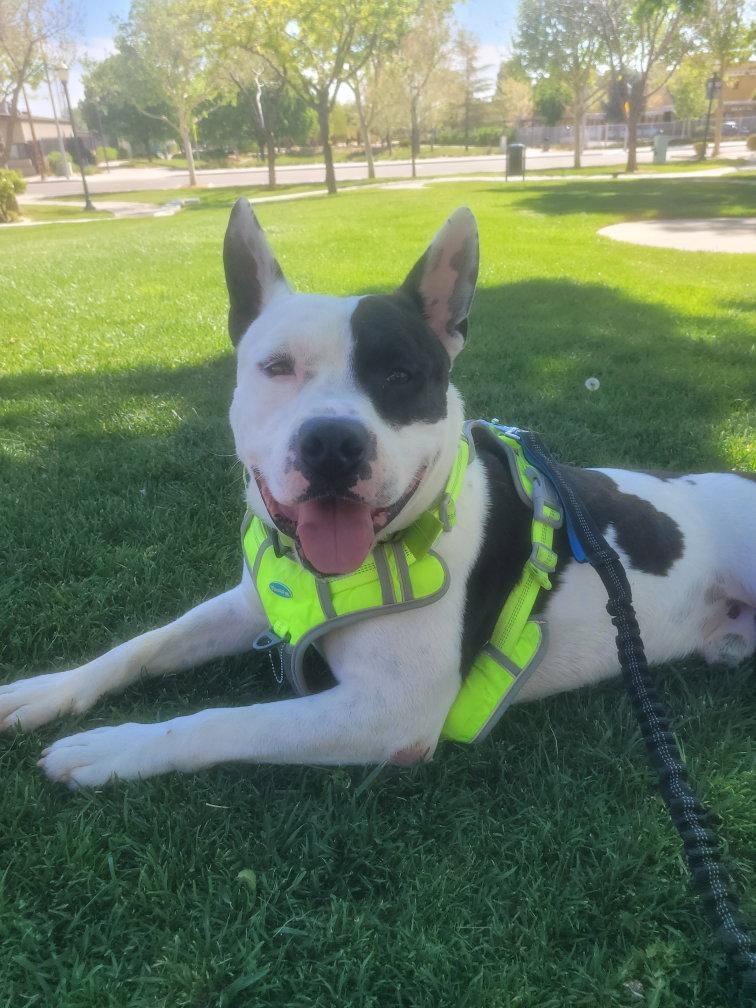 Mike, Adoptable, Adult Male Pit Bull Terrier.