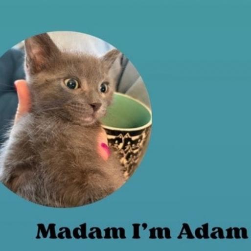 Madam I'm Adam, a Adoptable Domestic Short Hair in Westminster, CA image 1/2