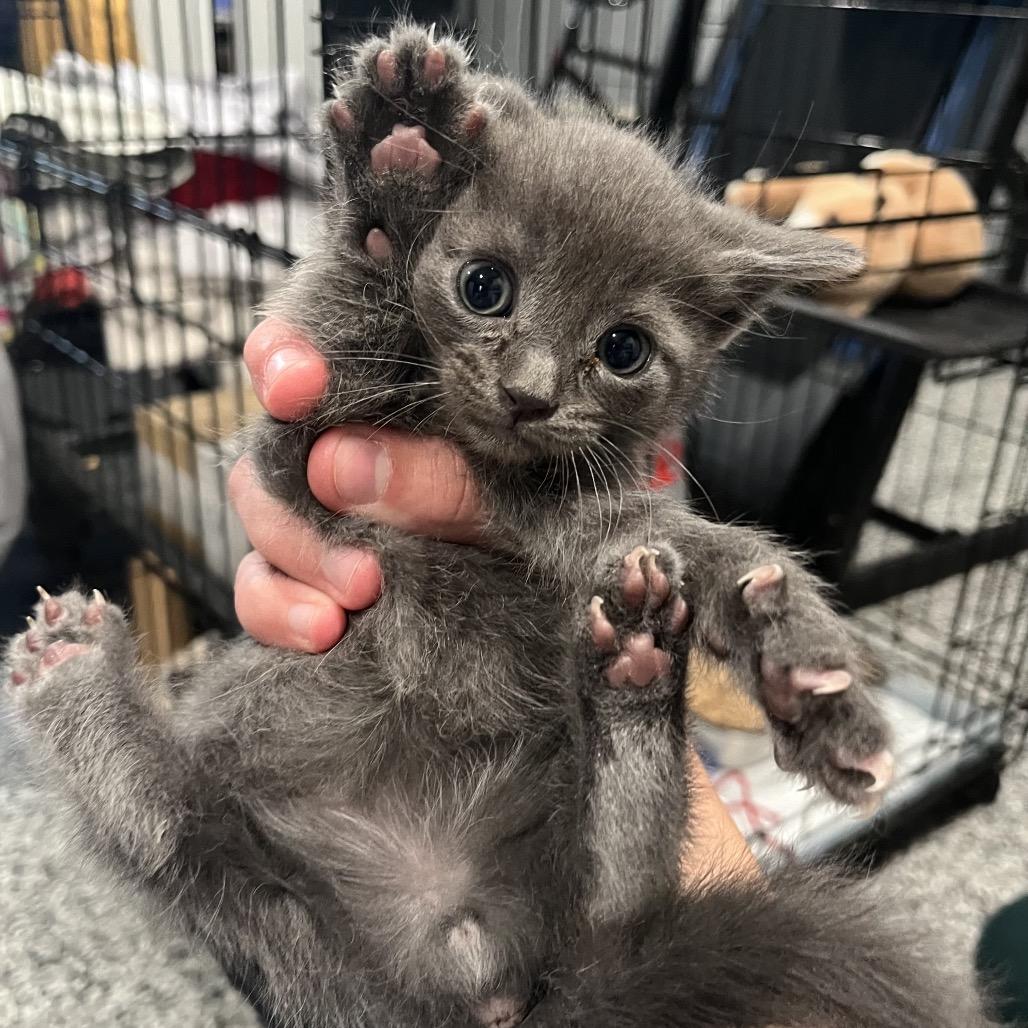Madam I'm Adam, a Adoptable Domestic Short Hair in Westminster, CA image 2/2