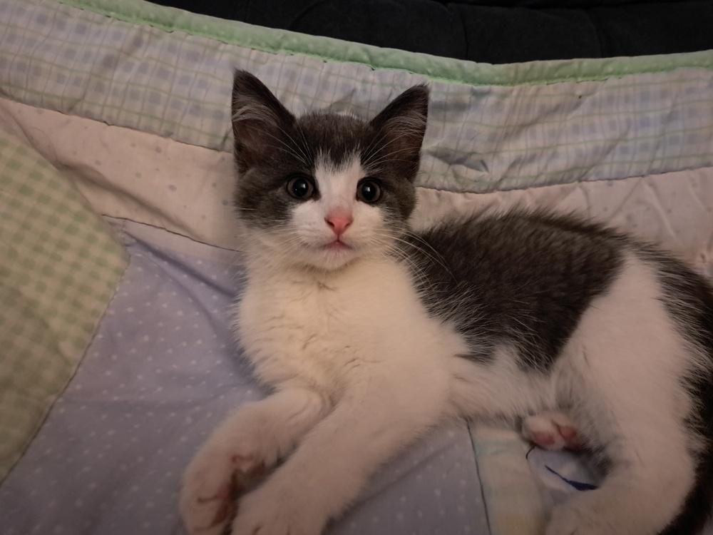 Mushu-( Bonded with Spyro), a Adoptable Domestic Medium Hair in Plymouth, MN image 1/3