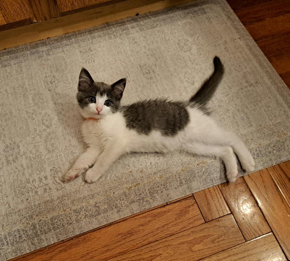 Mushu-( Bonded with Spyro), a Adoptable Domestic Medium Hair in Plymouth, MN image 2/3