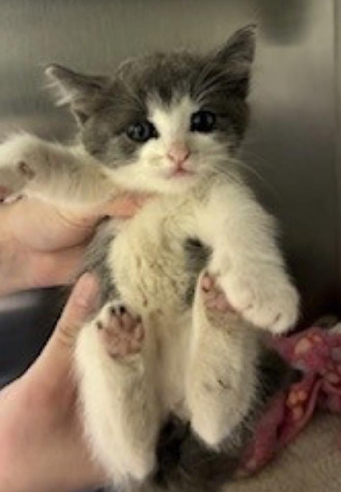 Mushu-( Bonded with Spyro), a Adoptable Domestic Medium Hair in Plymouth, MN image 3/3