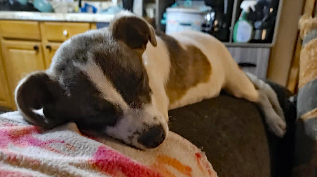 Ricky, an adopted mixed breed in Marion, NC image 3/5