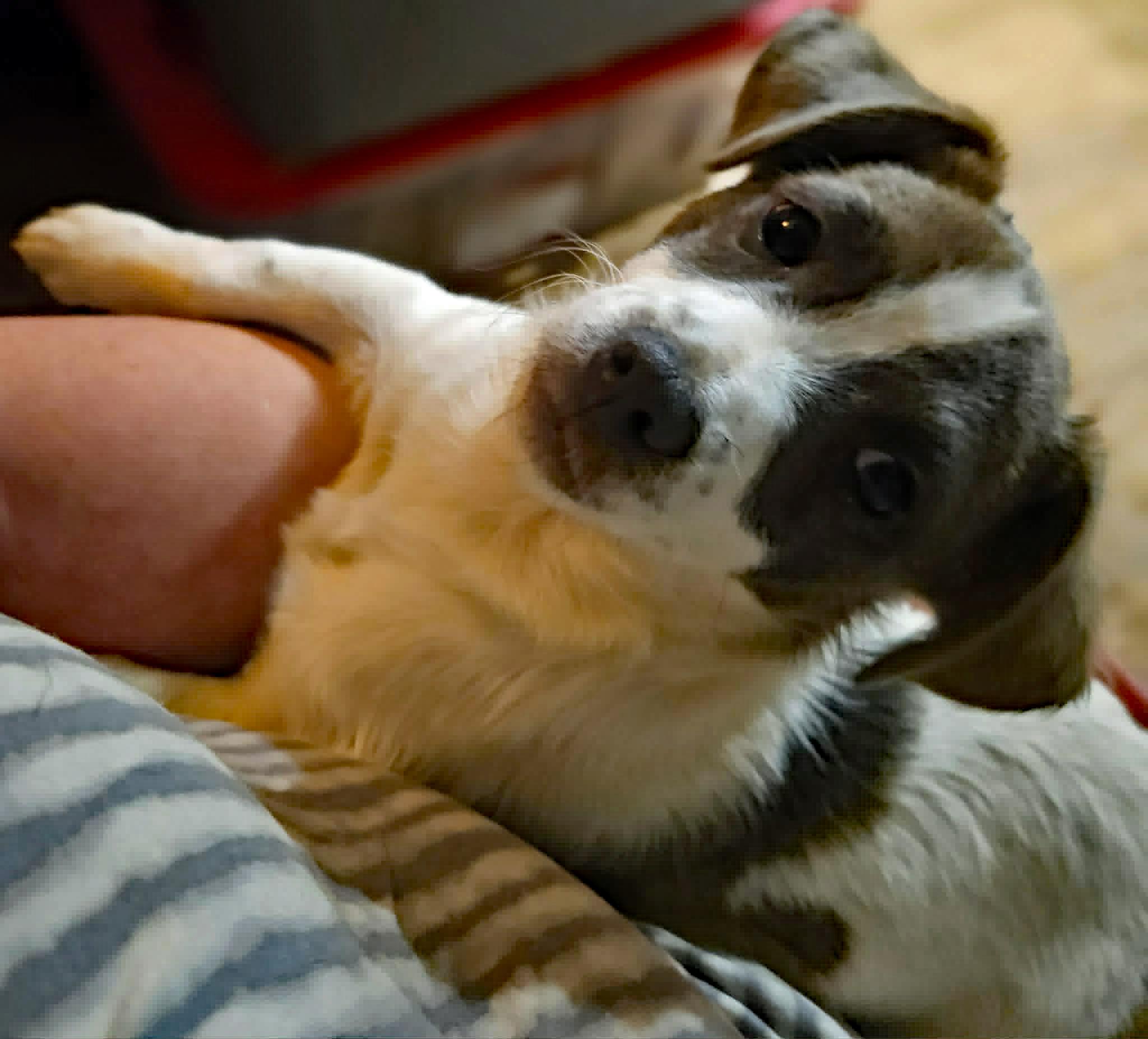 Ricky, an adopted mixed breed in Marion, NC image 2/5