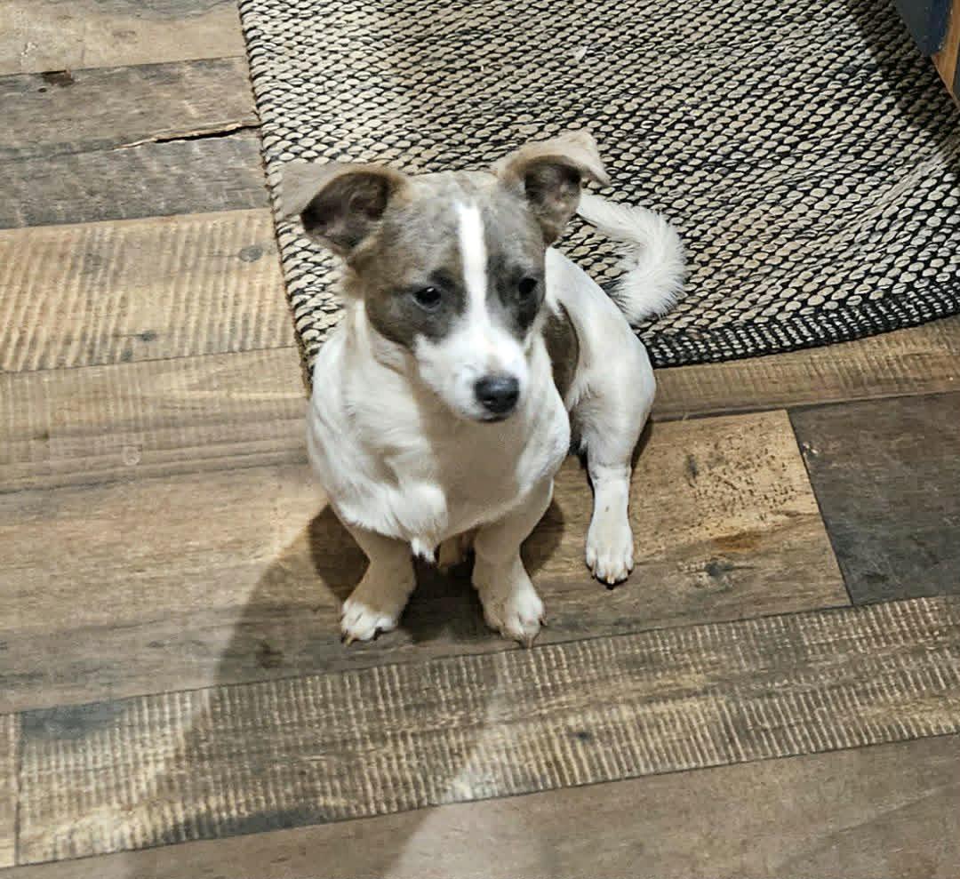 Ricky, adopted, Young Male Chihuahua & Rat Terrier.