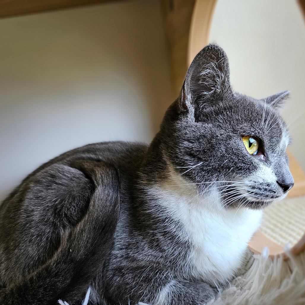 Vega, Adoptable, Young Female Domestic Short Hair.