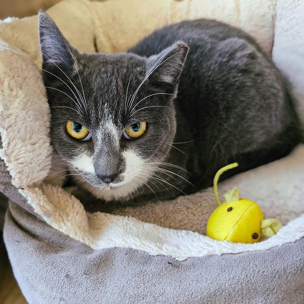 Vega, a Adoptable Domestic Short Hair in Fort Worth, TX image 2/6