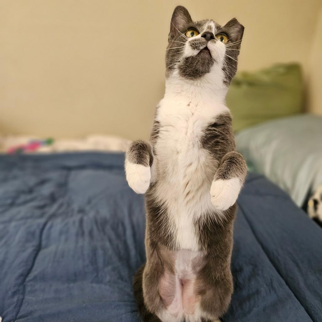 Vega, a Adoptable Domestic Short Hair in Fort Worth, TX image 3/6