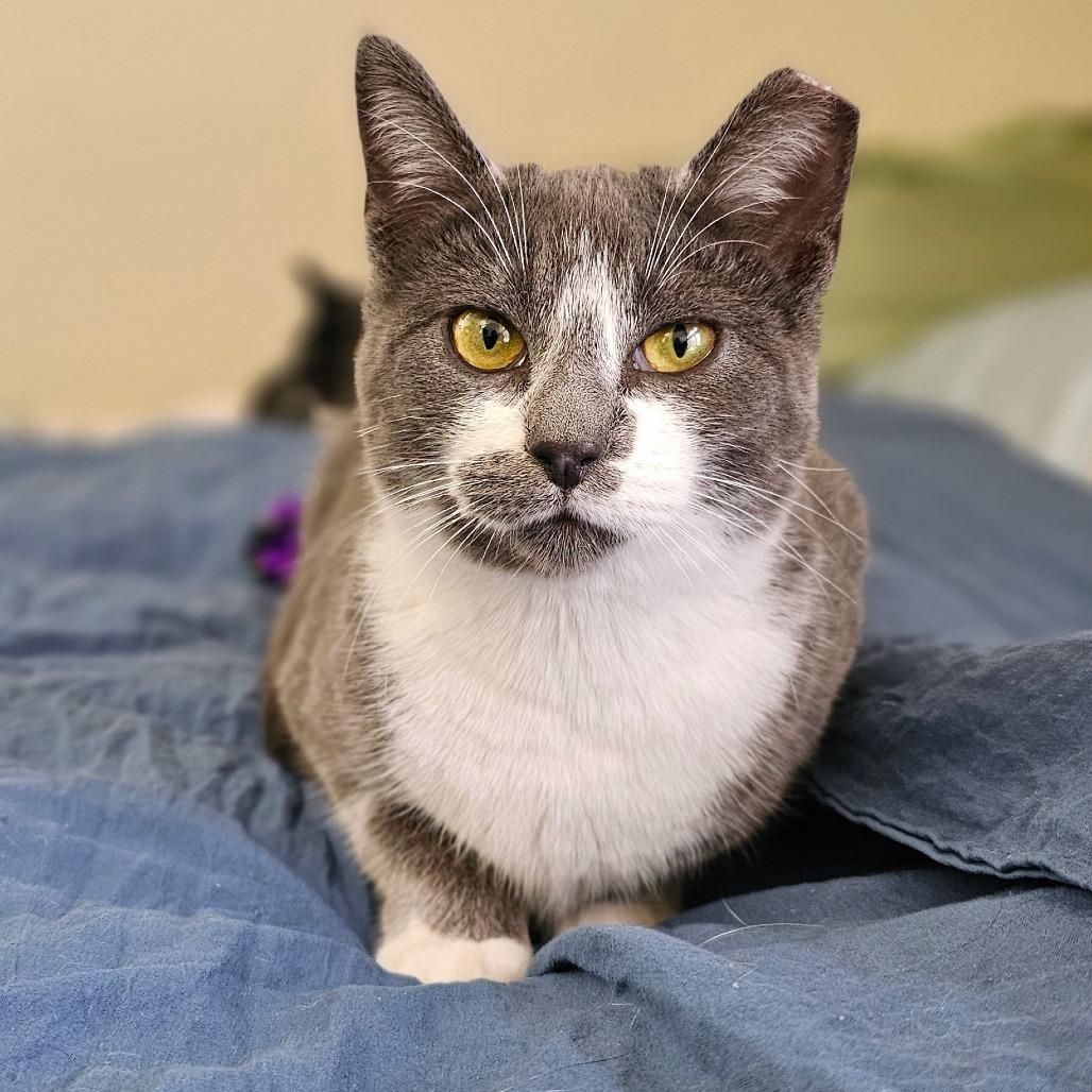 Vega, a Adoptable Domestic Short Hair in Fort Worth, TX image 4/6