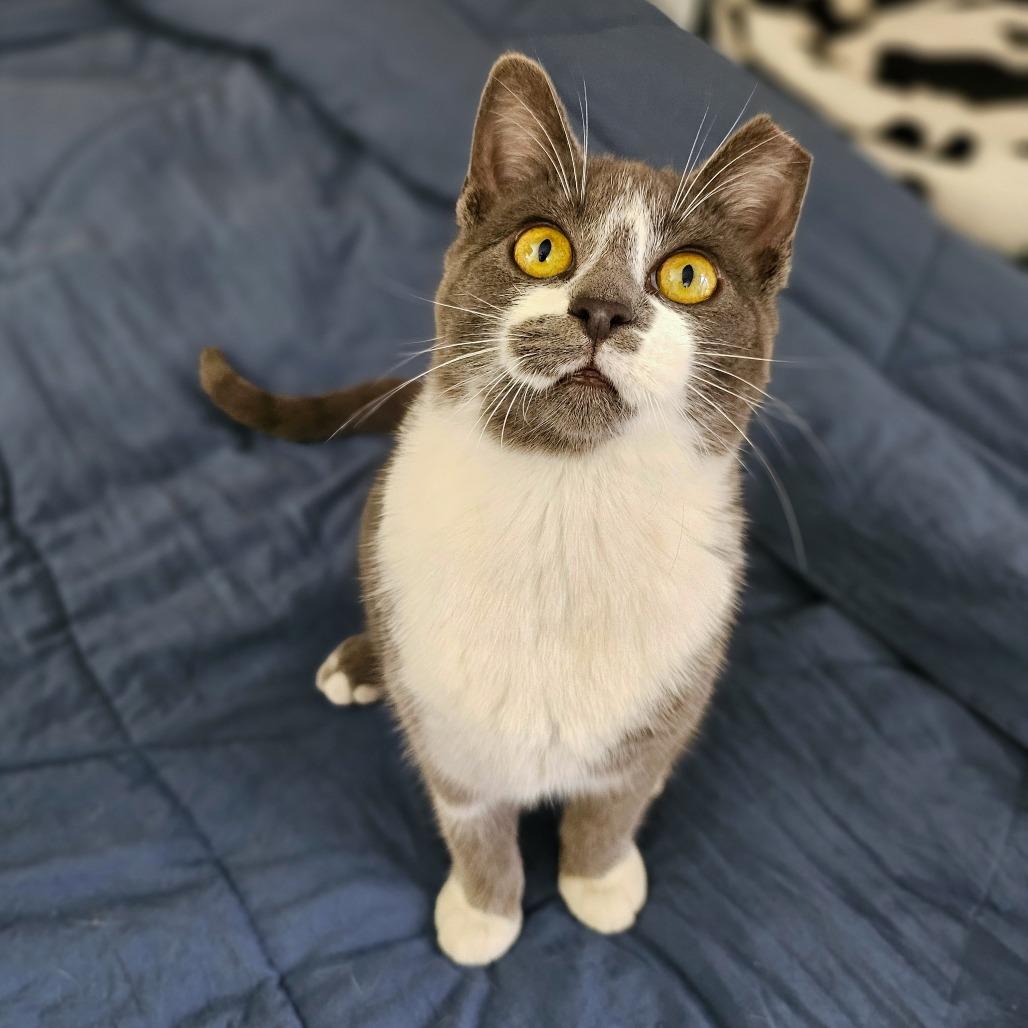 Vega, Adoptable, Young Female Domestic Short Hair.