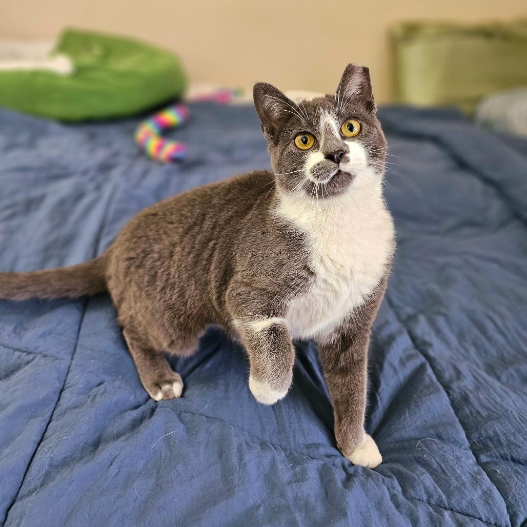 Vega, a Adoptable Domestic Short Hair in Fort Worth, TX image 6/6